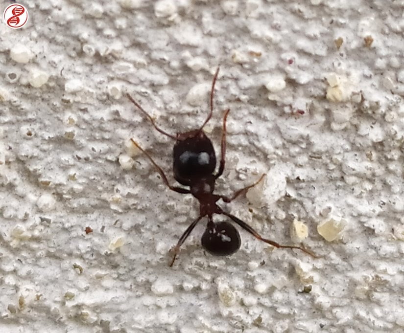 Messor cinsi bir major işçi, Kırklareli.