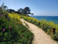 Native or wild? Coast Walk Trail plantings spark landscape debate