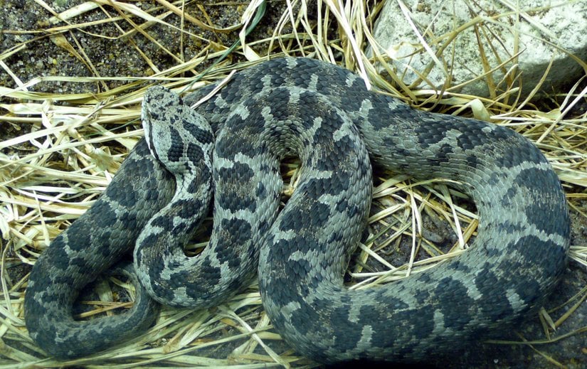 Montivipera bulgardaghica (Bolkar Engereği)