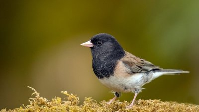 İklim Değişikliği Sebebiyle Artan Sıcaklıklar, Hayvanların Şekil Değiştirmesine Yol Açıyor!
