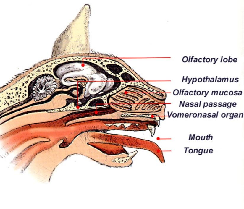 Kedilerde vomeronazal organ...