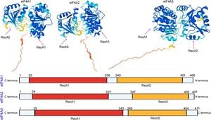 Critical Role Of EIF4A1/2 Discovered During Chromatin Decondensation