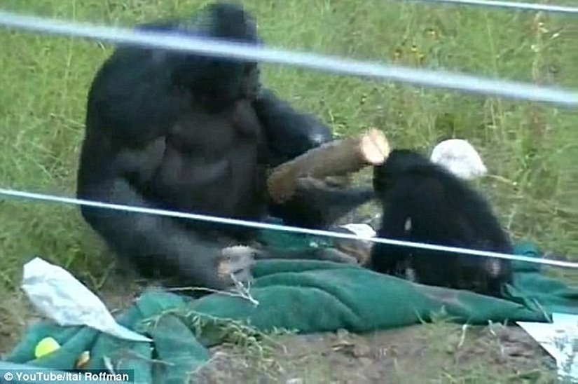 Görselde Kanzi, tahta üzerinde keskinleştirilmiş bir taş parçası ile bonobolarda şu zamana dek gözlemlenen en karışık hareketlerden biri olan doğrama hareketi yaparken görülüyor.