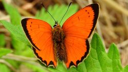 Osmanlı ateşi  (Lycaena ottomanus)