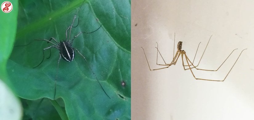 Zachaeus cinsi bir otbiçen (solda) ve Holocnemus cinsi bir örümcek (sağda).