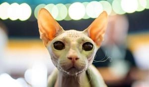 Bucharest Hosts World’s Largest Cat Show In 2025