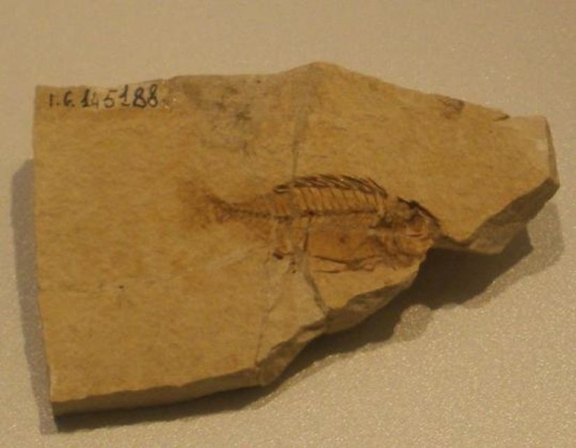 Ruffoichthys