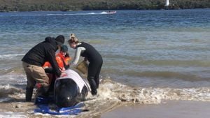 Community Unites To Save Stranded Whales On New Zealand Beach