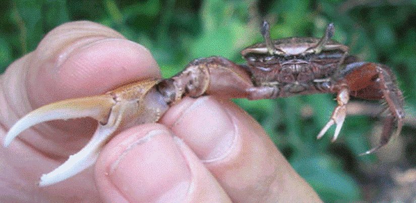 Uca sp. türü Fiddler Yengeçleri'nde, Cinsel Seçilim'den ötürü kıskaç asimetrisi evrimleşmiştir. Bu yengeçlerin erkekleri, çiftleşme döneminde dişilerini etkilemek için saklandıkları kayalıklardan hafifçe çıkarak kıskaçlarını sallarlar. Ancak yengeçler yan yan yürüdüğü için, vücutlarının sadece bir kısmını kayaların arasından çıkarabilirler, yarısı içeride kalır (ve bu sayede avcılardan korunur). Bu sebeple, evrimsel süreç içerisinde tek kıskacın büyüyeceği şekilde asimetri evrimleşmiştir.