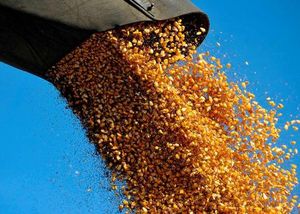 Ukraine Rakes In Billions From Record Corn Exports