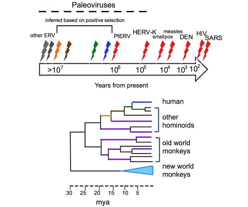 İnsan soyundaki paleovirüslerin zaman çizelgesi.