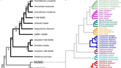 Evrim Ağaçlarına Bakarak Türleşme ve Yok Oluş Oranlarını Anlayamayız! Ama Bu, Çözülemez Bir Sorun Değil!