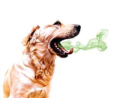 Köpeklerin dudağı nden siyah?