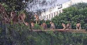 Chaos Unleashed As 300 Monkeys Storm Thai Police Station