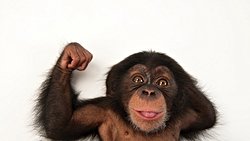 Şempanzeler Güçlüler; Ancak Sandığımız Kadar Güçlü Olmayabilirler!