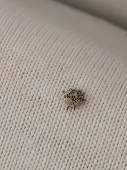 Samsun'da gördüğüm bu canlının türü nedir? Zararlı mıdır?