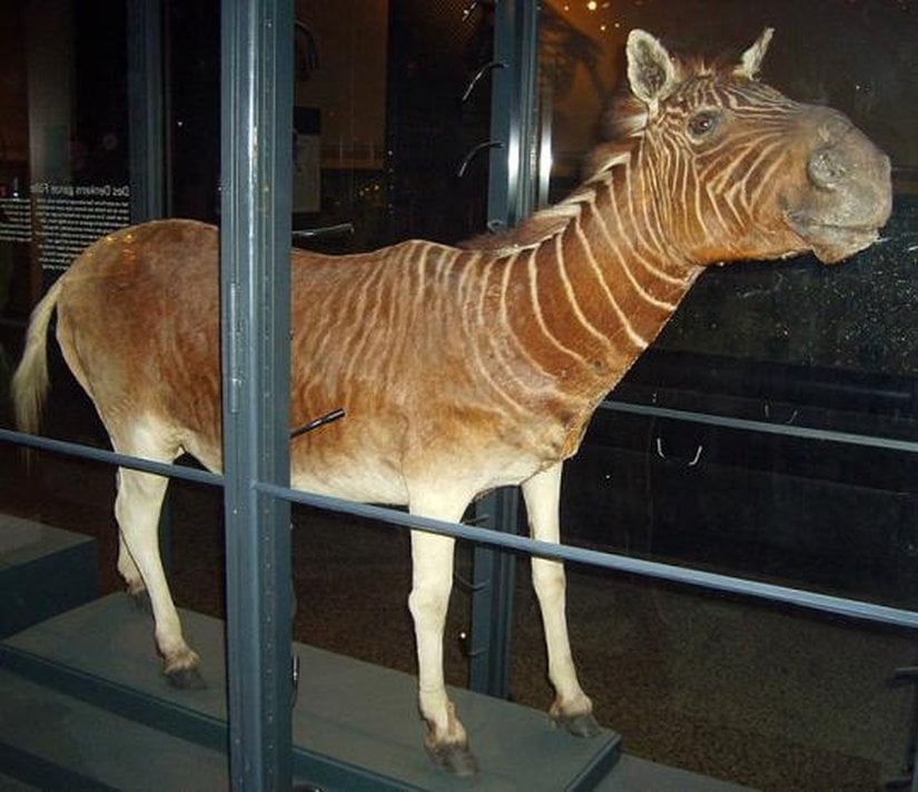Equus quagga quagga (Quagga, Soyu tükendi)