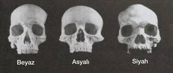 Büyük kafatasına sahip insanlar daha mı zeki oluyor?