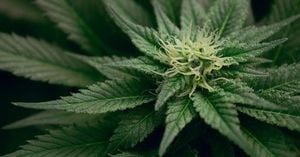 Australian Medicinal Cannabis Firm Brings Jobs Boom To Scotland