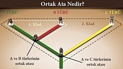 Evrim Ağaçları Üzerinde Ortak Ataların İsimleri Neden Yazılmaz?