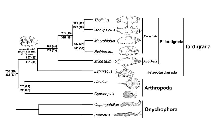 Tardigradların, eklem bacaklılar (Arthropoda) ile olan filogenetik akrabalıkları.