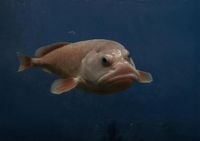 Blobfish once deemed ‘world’s ugliest animal’ wins New Zealand ‘fish of the year’