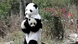 Panda Kılığında İnsanlar!