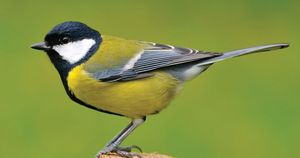 Japanese Tits Exhibit Strategic Nest Site Selection Behavior