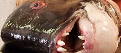 Kaliforniya Kuzubaşı