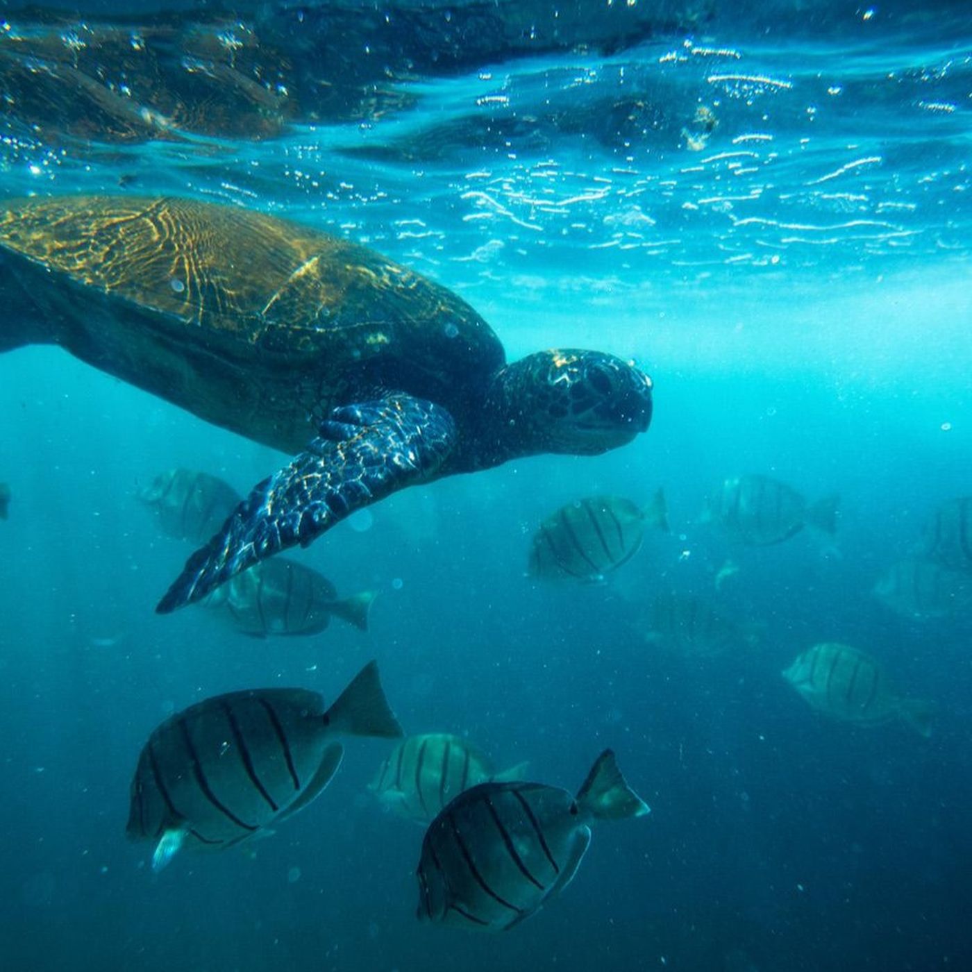 Suya Dayalı Yaşam Su Olmadan Başlamış Olabilir mi?