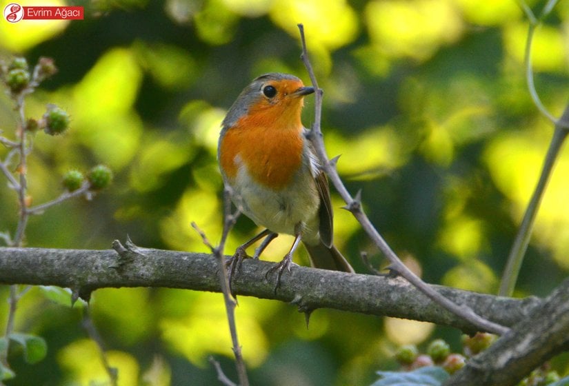 İstanbul'dan bir yetişkin birey.