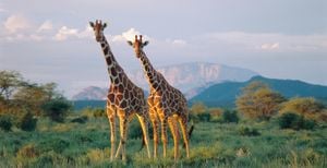 Giraffes May Soon Be Listed As Endangered Species