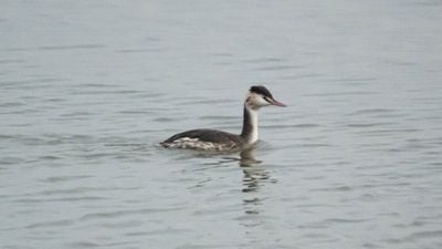 Bahri (Podiceps cristatus)