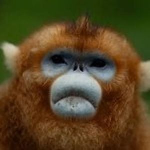 China Sends Golden Snub Nosed Monkeys To Europe