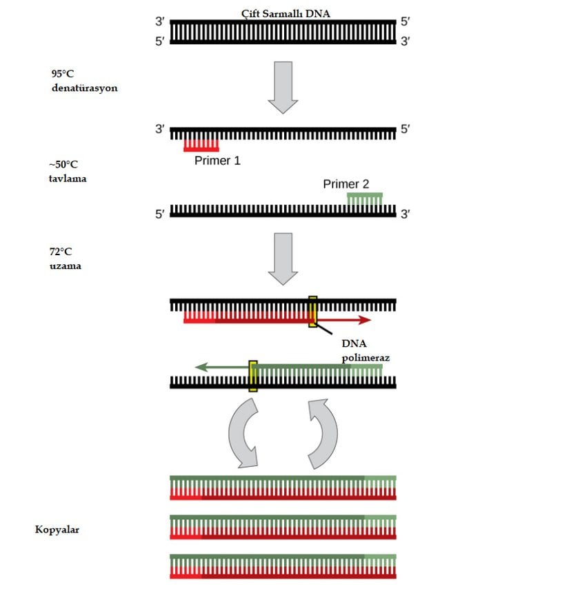 Polimeraz zincir reaksiyonu (PCR) ile DNA polimerazının belirli bir formu kullanılarak DNA'nın belirli bir dizisinin birçok kopyası üretilebilir.
