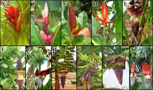 New Genomic Insights Illuminate Banana Plant Evolution