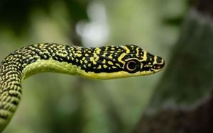 Complete Mitochondrial Genome Of Ornate Flying Snake Revealed