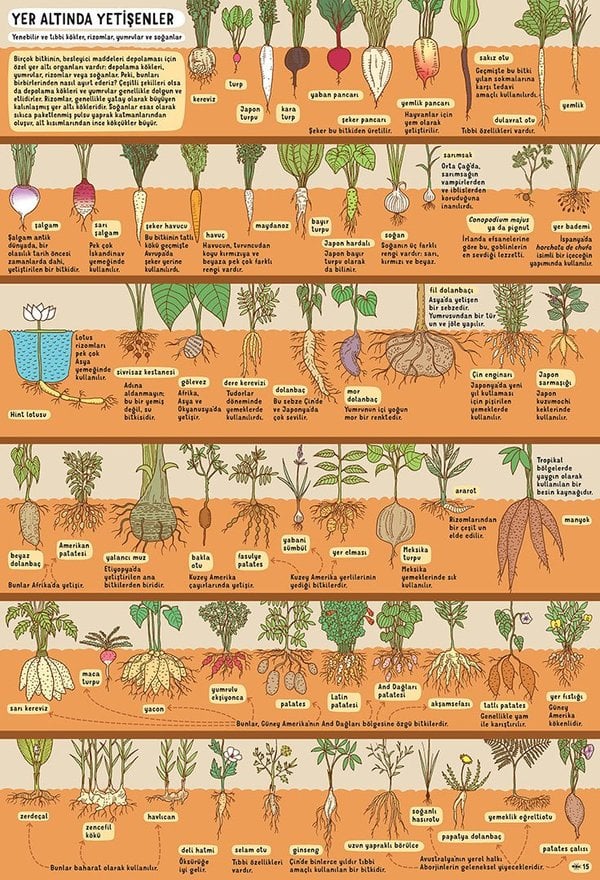 Yer Altı Su Altı (Aleksandra ve Daniel Mizieliński)