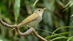 Japonya’da Yeni Bir Kuş Türü Keşfedilmiş Olabilir!