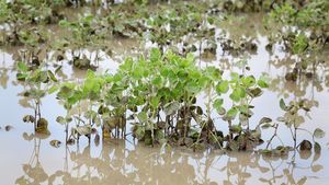 Soybean Yield Impacted By Waterlogging: Climate Resilience Under Scrutiny