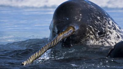 Deniz Gergedanlarının (Narwhal) Boynuzları, Aslında Diştir!