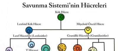 Savunma Sistemi Hücrelerinin Evrimi