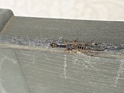 Ne tür bir canlı neyle beslenir ne yapar?