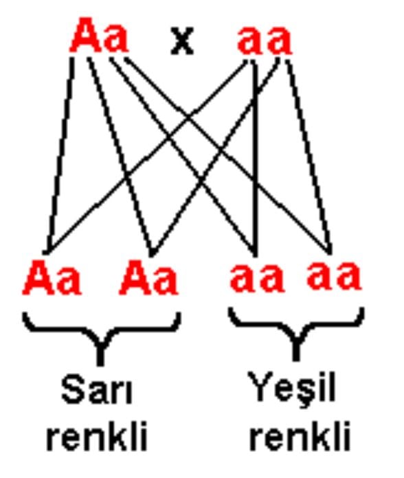 Farklı fenotipte melez ve çekinik genlerin çaprazlama modeli