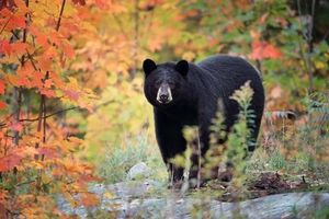 Polite Wild Bear Visits California Zoo Residents