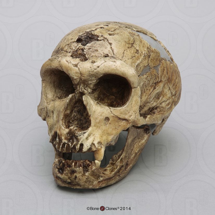 Ardipithecus ramidus