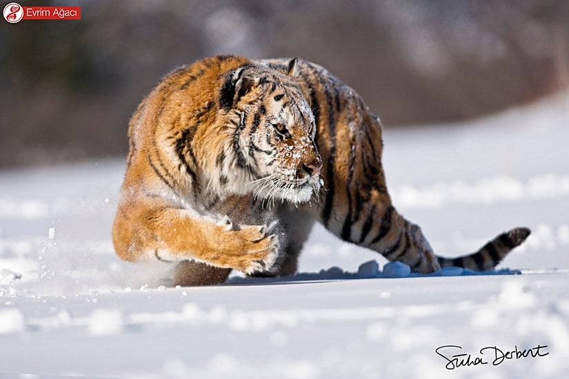 Sinsice hareket etmeye çalışırken.