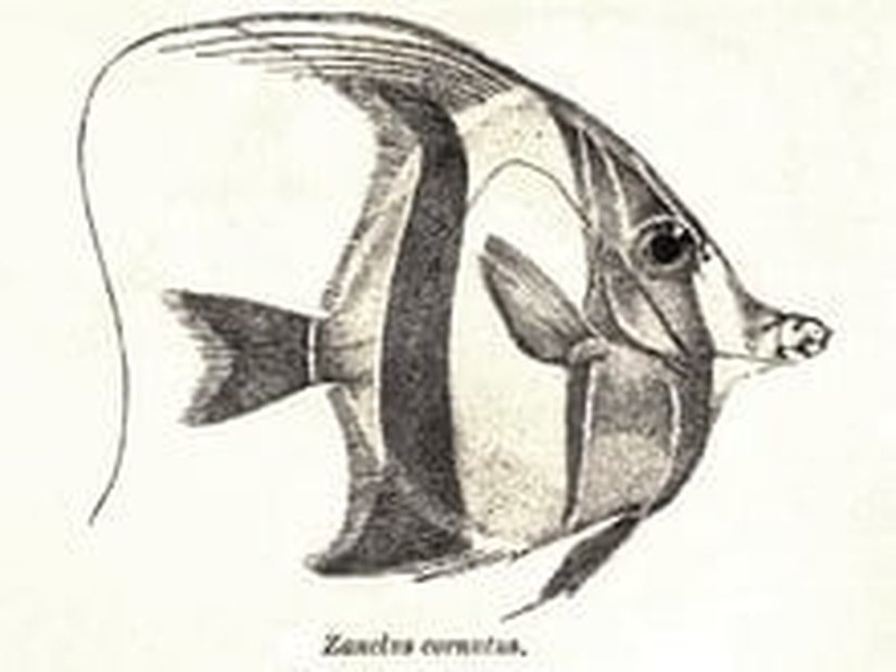 Eozanclus brevirhostris