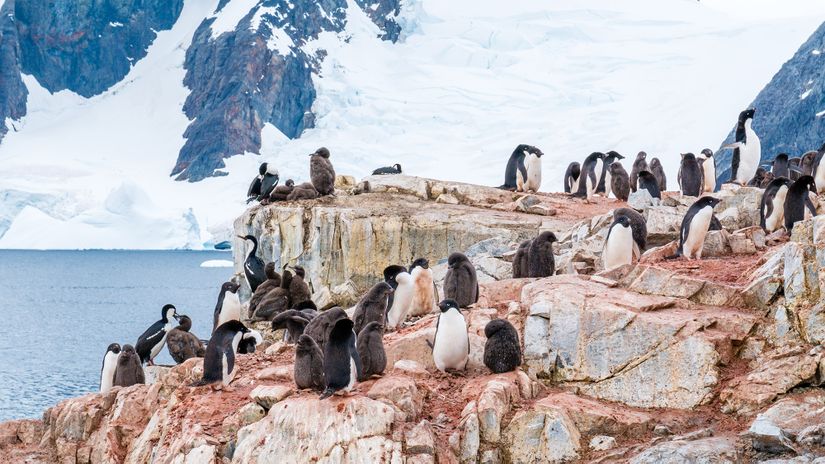 Kayaların üzerindeki pembe yapılar Penguenlerin guanoları (dışkı).