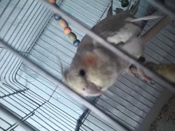 Kafes kuşları evrim geçirmiş midir? Neden?